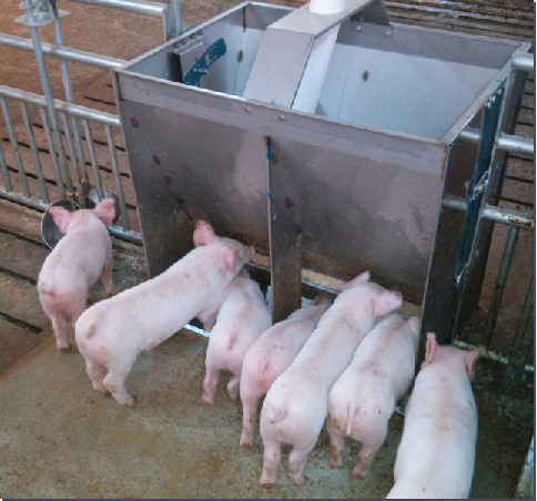 Agriculture Farming Livestock - Stalowa nierdzewna dwustronna korytka paszowe do