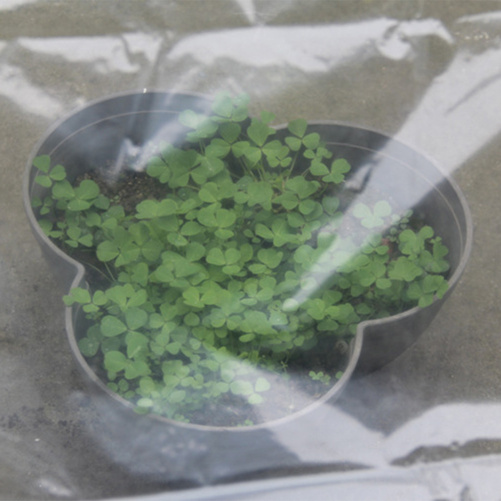 Przezroczysta szklarnia do war – Greenhouse Plastic Film recenzja i cena
