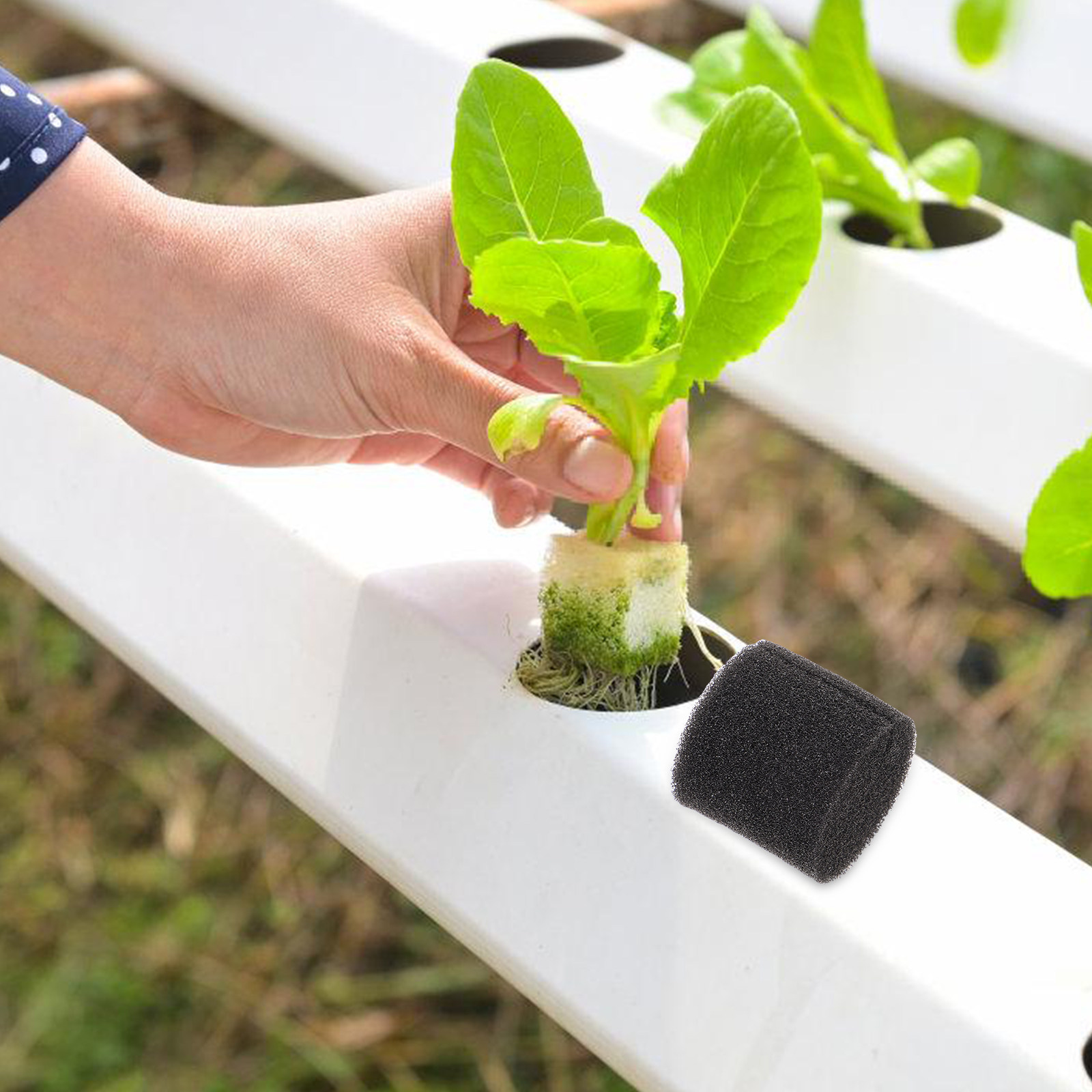 100 szt. Gąbki hydroponiczne d – Vegetable Transplanter recenzja i cena