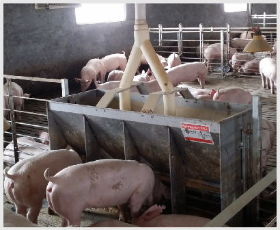 Stalowa nierdzewna dwustronna  – Agriculture Farming Livestock recenzja i cena